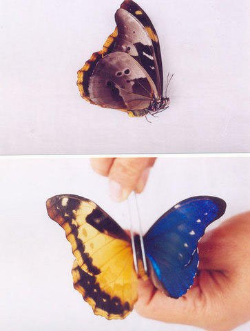 Morpho rhetenor bilateral gynandromorph (Internet Image property of respective owner, non-commercial use only)